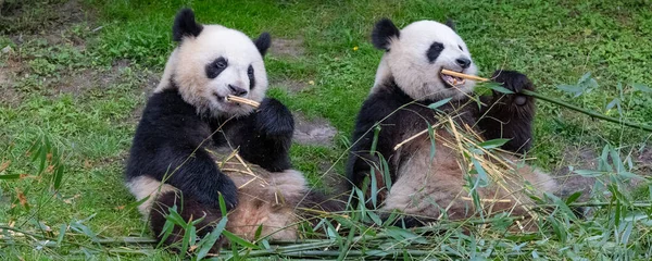 Obří Pandy Medvědí Pandy Panda Jeho Matka Jedí Bambus — Stock fotografie