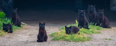 Kara kediler aynı yöne bakıyor, talihsizliğin sembolü.