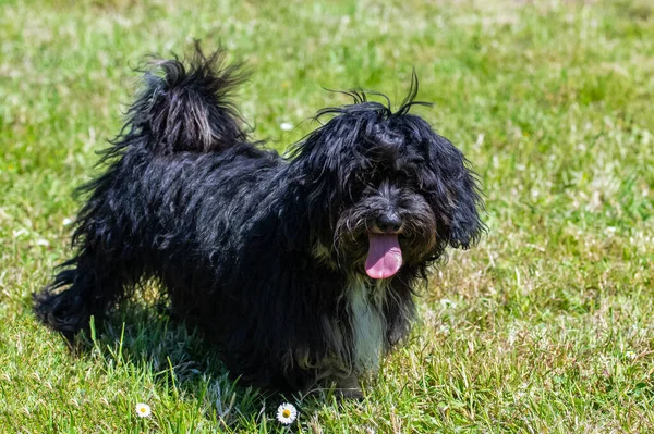 Vacker Hund Shih Tzu Står Gräsmattan — Stockfoto