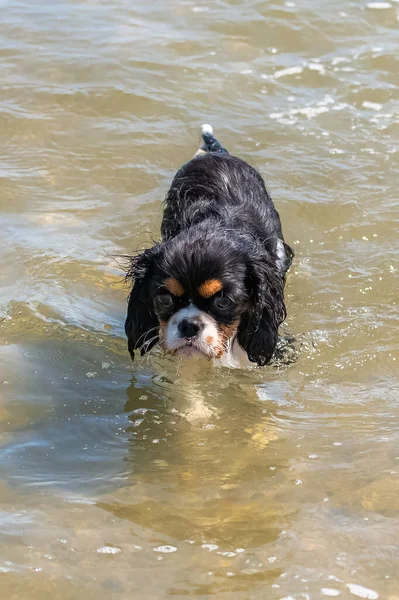 Perro Caballero Rey Charles Lindo Cachorro Bañándose Las Algas —  Fotos de Stock