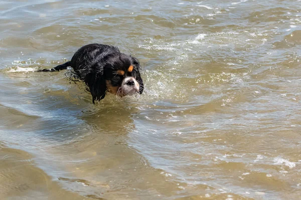 Cão Cavaleiro Rei Charles Filhote Cachorro Bonito Tomando Banho Nas — Fotografia de Stock