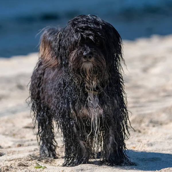 Bellissimo Cane Shih Tzu Piedi Sulla Spiaggia — Foto Stock