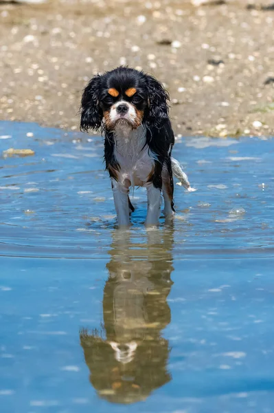 Dog Cavalier King Charles Cute Puppy Bathing Sea Reflection Water — Stock Photo, Image