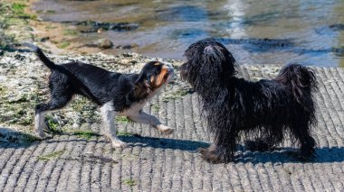 Süvari bir köpek kralı Charles, kumsalda Shih Tzu ile oynayan şirin bir köpek yavrusu.