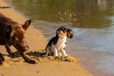 Süvari bir köpek kralı Charles, sahilde çikolata labradoruyla oynayan sevimli bir köpek yavrusu.