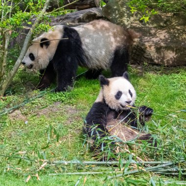 Dev pandalar, ayı pandalar, yavru panda ve annesi bambu yiyor.