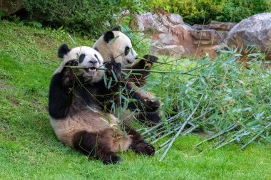 Dev pandalar, ayı pandalar, yavru panda ve annesi bambu yiyor.