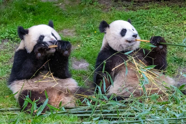 Reuzenpanda Berenpanda Baby Panda Zijn Moeder Die Bamboe Eten — Stockfoto