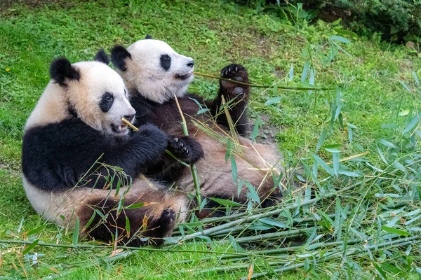 大熊猫 大熊猫 熊猫宝宝和它们的妈妈都在吃竹子 — 图库照片