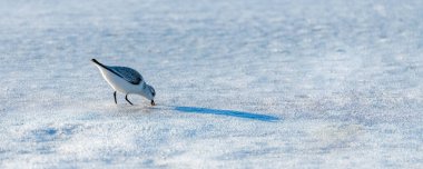 Kaliforniya 'da kumsalda yemek yiyen bir zımpara.