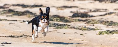 Süvari bir köpek Kral Charles, kumsalda koşan şirin bir köpek yavrusu.