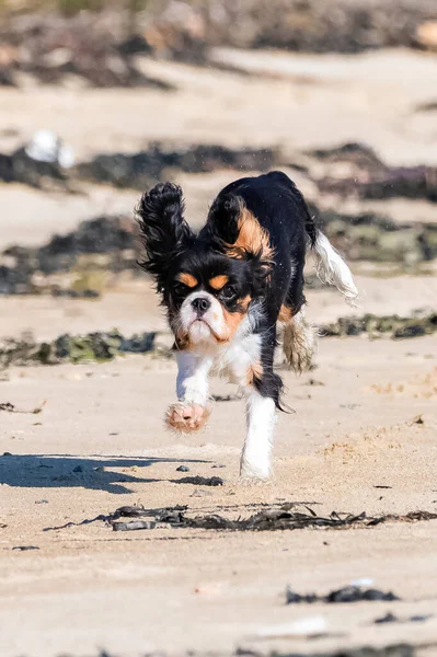 Cão Cavaleiro Rei Charles Cachorrinho Bonito Correndo Praia — Fotografia de Stock