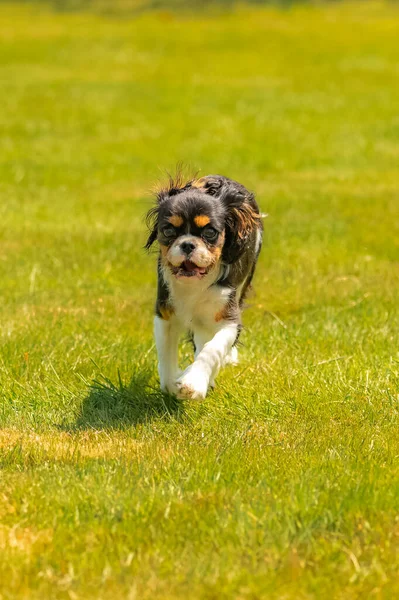 Ein Hund Cavalier King Charles Ein Süßer Welpe Läuft Auf — Stockfoto