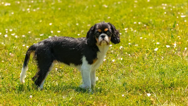 Dog Cavalier King Charles Cute Puppy Standing Lawn — Stock Photo, Image