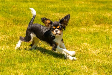 Süvari bir köpek kralı Charles, çimenlerde koşan sevimli bir köpek yavrusu, bir kelebek yakalamaya çalışıyor.