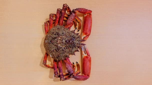 El cangrejo araña se mueve sobre la mesa — Vídeo de stock