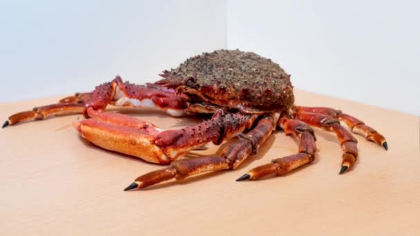 Spider crab moves on the table — Stock Video