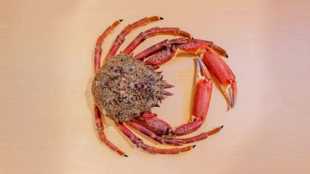 Grand crabe araignée se déplace sur la table — Video