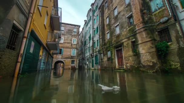 Pequeña Venecia, ciudad de Chioggia, con agua alta — Vídeos de Stock