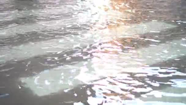 Zebra atravessando inundado por água — Vídeo de Stock