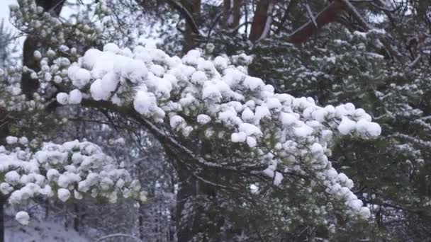Trädgrenar täckt av snö — Stockvideo