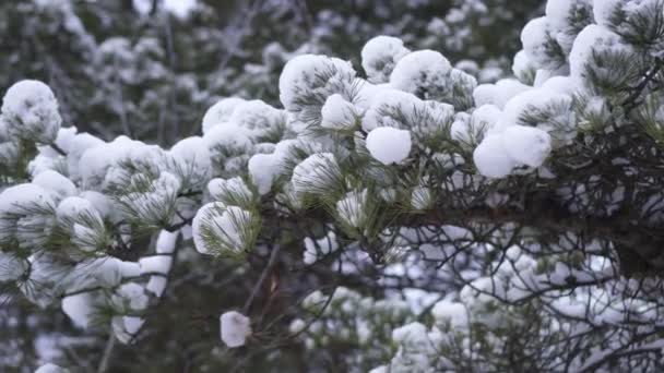 Ramas de árboles cubiertas de nieve — Vídeo de stock