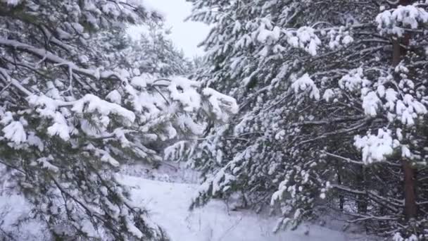 Árboles cubiertos por nieve de invierno — Vídeo de stock