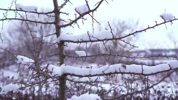Ett träd med törnen täckta med snö — Stockvideo