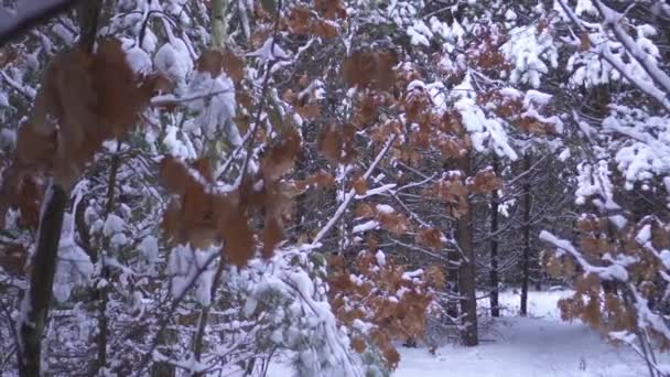 Árboles con hojas naranjas cubiertas de nieve — Vídeo de stock