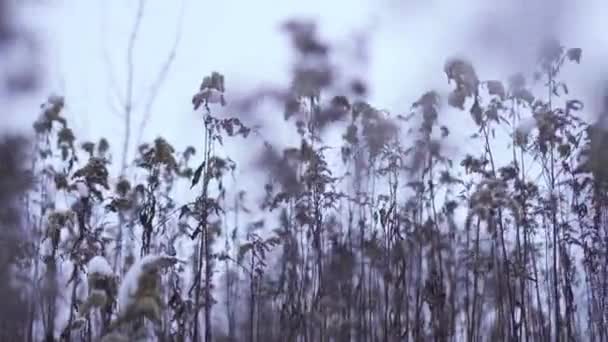 Roseaux couverts de neige hivernale — Video