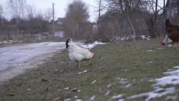 Tavuk yolun ortasında ot yer. — Stok video