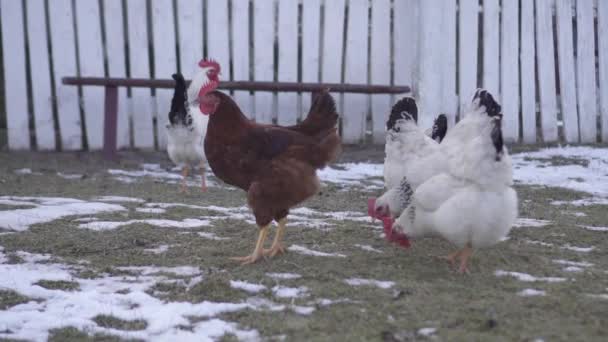 Las gallinas comen hierba en la nieve — Vídeo de stock