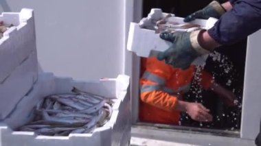 Balıklı konteynırlar gemiden alınır.