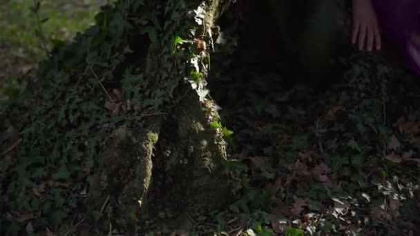 Chica en vestido púrpura en las raíces de un árbol — Vídeos de Stock