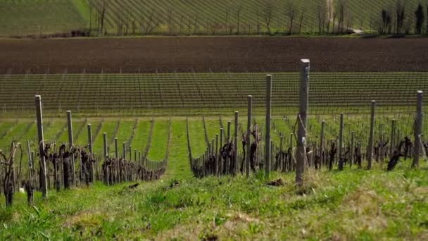 Выращивание винограда на итальянской земле — стоковое видео