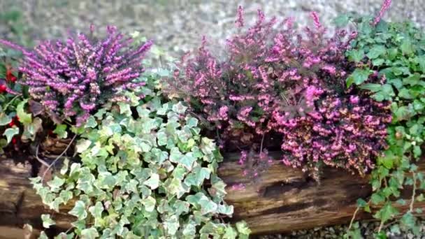 Plantas e flores em um tronco — Vídeo de Stock