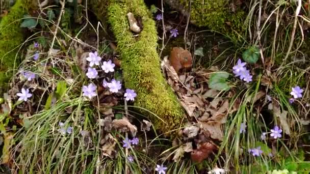 Lila virágok a fák gyökereinek közepén az erdőben — Stock videók
