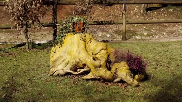 Cut root of a tree decorated with plants — Stock Video