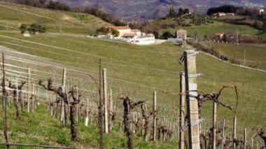 Plantation of vineyards in the middle of mountains