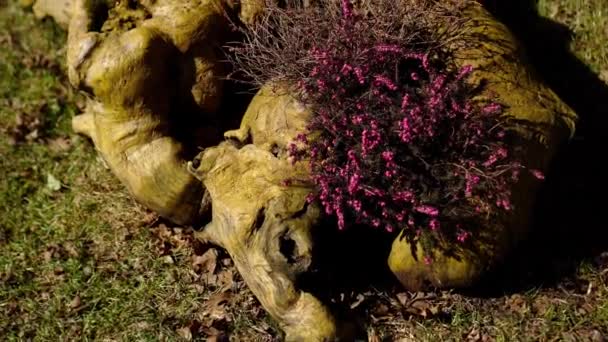 Вырубленный корень дерева, украшенный растениями — стоковое видео