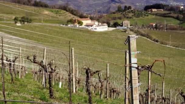 Plantation de vignobles au milieu des montagnes — Video