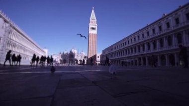 Seagull runs and flies on the San Marco square in Venice