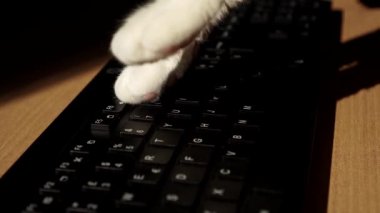 Cat paws type on the keyboard