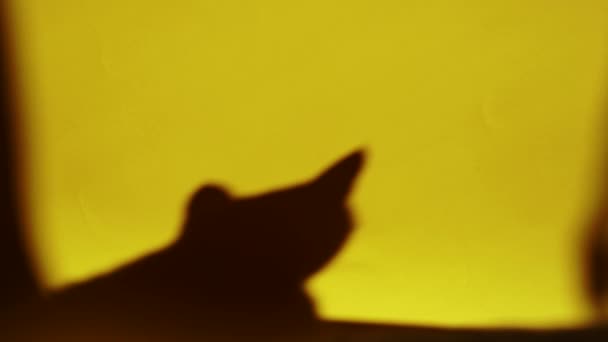 Sombra de un gato en la pared amarilla — Vídeos de Stock