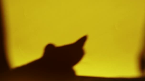 Shadow of a cat on the yellow wall — Stock Video