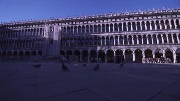 Gaviota corre y vuela en la plaza de San Marco en Venecia — Vídeos de Stock