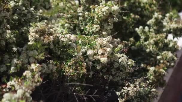 小さな白い花と春の茂み — ストック動画