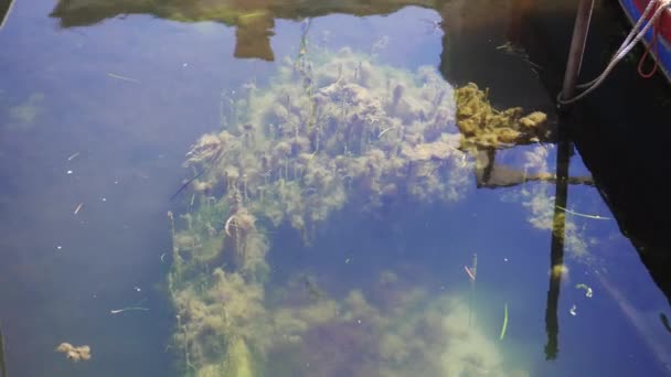 Verzonken boot bedekt met algen — Stockvideo
