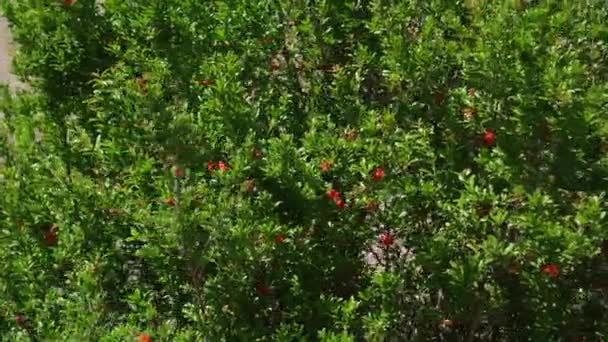 Groene bladeren met kleine bloemen van rode bloemen — Stockvideo