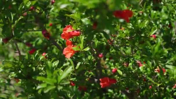 Boom met rode bloemen die open gaan — Stockvideo